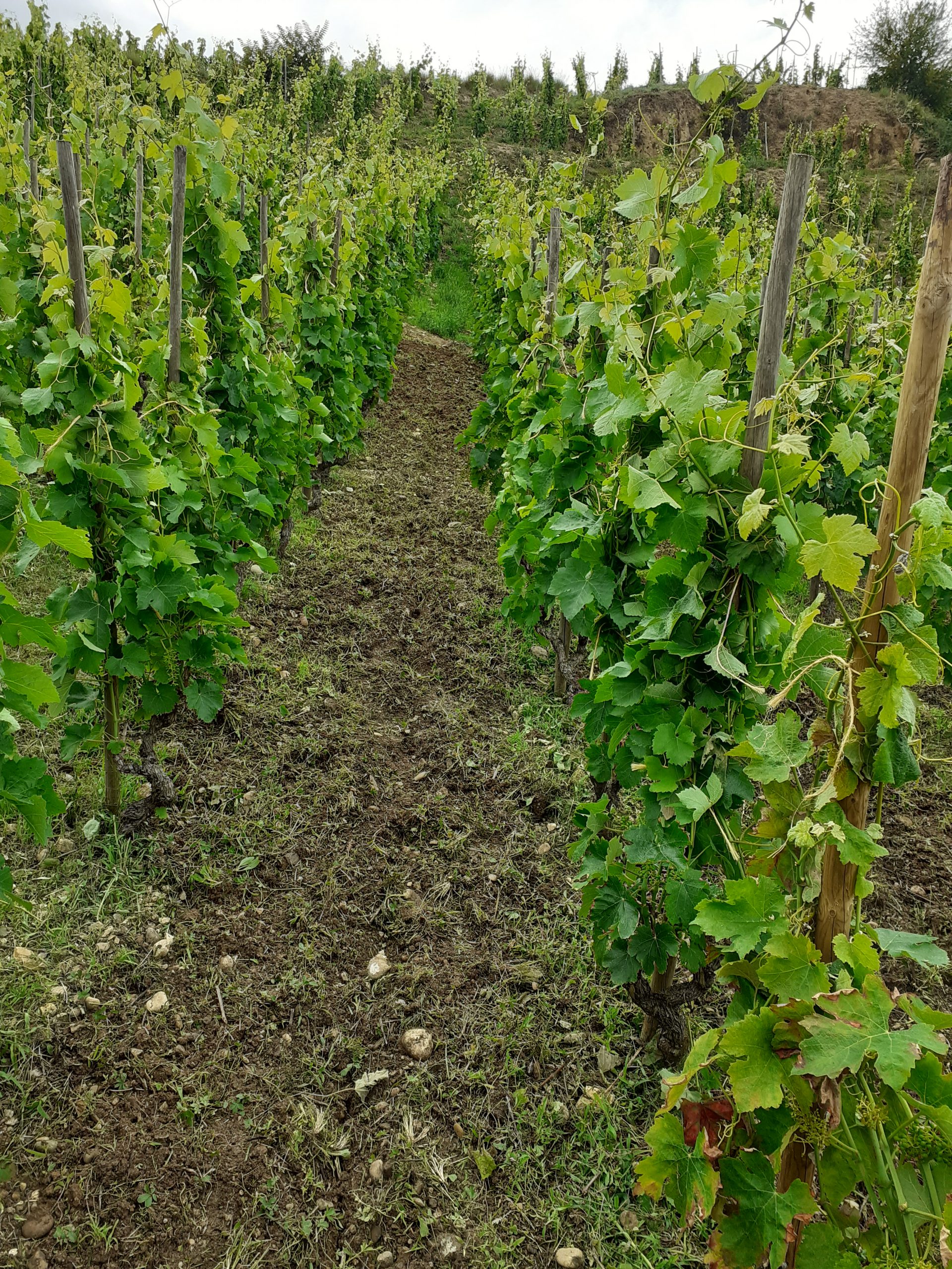 vigne gobelet crozes hermitage vallée rhône